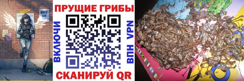 купить наркоту  Жердевка  Галлюциногенные грибы прущие грибы 